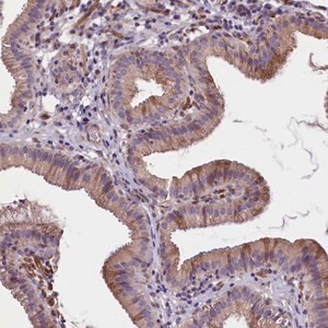 Merck Anti-GPR108 antibody produced in rabbit