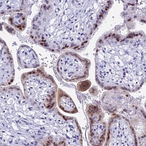 Merck Anti-KCTD21 antibody produced in rabbit