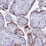 Merck Anti-KCTD21 antibody produced in rabbit