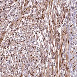 Merck Anti-SSC5D antibody produced in rabbit