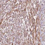 Merck Anti-SSC5D antibody produced in rabbit