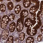 Merck Anti-DCTN5 antibody produced in rabbit