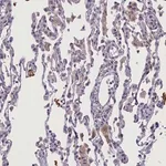 Merck Anti-CCL23 antibody produced in rabbit