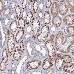 Merck Anti-NUDT7 antibody produced in rabbit