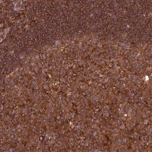 Merck Anti-MYO9B antibody produced in rabbit