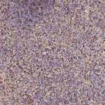 Merck Anti-LENG8 antibody produced in rabbit