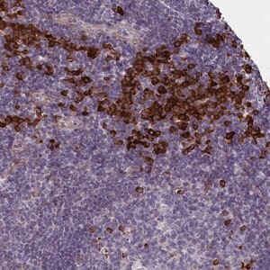 Merck Anti-C16orf96 antibody produced in rabbit