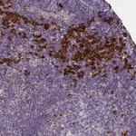 Merck Anti-C16orf96 antibody produced in rabbit