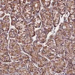Merck Anti-ZNF749 antibody produced in rabbit