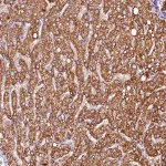 Merck Anti-SIX5 antibody produced in rabbit