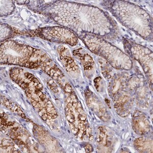 Merck Anti-ZSWIM4 antibody produced in rabbit