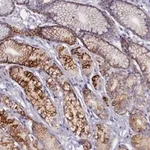 Merck Anti-ZSWIM4 antibody produced in rabbit