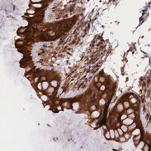 Merck Anti-ARRDC4 antibody produced in rabbit