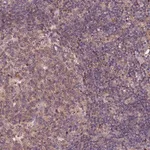 Merck Anti-RINL antibody produced in rabbit