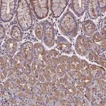 Merck Anti-ZNF749 antibody produced in rabbit