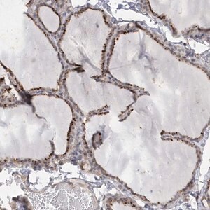 Merck Anti-ANAPC1 antibody produced in rabbit