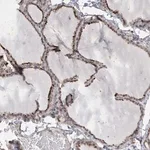 Merck Anti-ANAPC1 antibody produced in rabbit