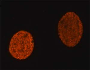 Merck Anti-methyl-Histone H4 (Me-Lys20)antibody, Mouse monoclonal