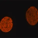 Merck Anti-methyl-Histone H4 (Me-Lys20)antibody, Mouse monoclonal