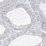 Merck Anti-PLEKHG4B antibody produced in rabbit