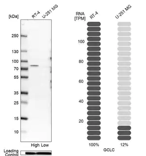 Merck Anti-GCLC antibody produced in rabbit