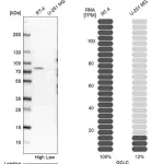 Merck Anti-GCLC antibody produced in rabbit