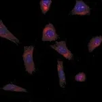 Merck Anti-ALS2 (N-terminal region) antibody produced in rabbit