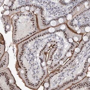 Merck Anti-RBM27 antibody produced in rabbit