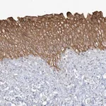 Merck Anti-LARS antibody produced in rabbit