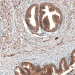 Merck Anti-DMXL1 antibody produced in rabbit