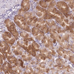 Merck Anti-ARFGEF3 antibody produced in rabbit