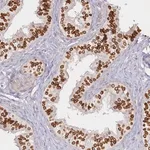 Merck Anti-SPINK13 antibody produced in rabbit