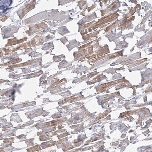 Merck Anti-C11orf21 antibody produced in rabbit