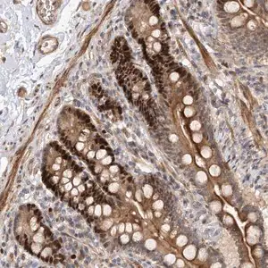 Merck Anti-PIK3C2A antibody produced in rabbit