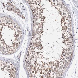 Merck Anti-SPATA5 antibody produced in rabbit