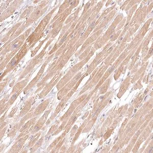 Merck Anti-INPP4B antibody produced in rabbit