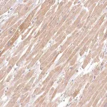 Merck Anti-INPP4B antibody produced in rabbit