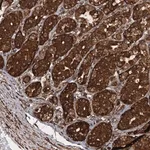 Merck Anti-PIK3C2A antibody produced in rabbit