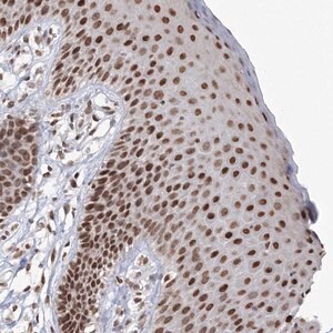 Merck Anti-C3orf33 antibody produced in rabbit