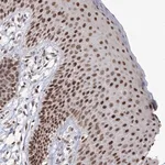 Merck Anti-C3orf33 antibody produced in rabbit