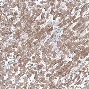 Merck Anti-GBF1 antibody produced in rabbit