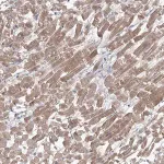 Merck Anti-GBF1 antibody produced in rabbit