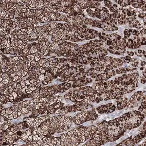 Merck Anti-IGSF9 antibody produced in rabbit