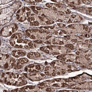 Merck Anti-FAM53B antibody produced in rabbit