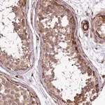 Merck Anti-SPATS2 antibody produced in rabbit