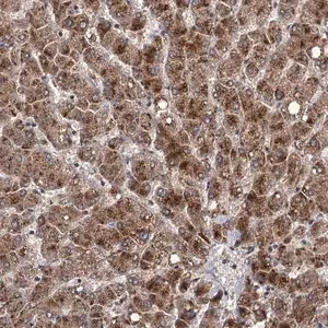 Merck Anti-DAO antibody produced in rabbit