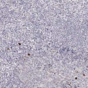Merck Anti-LY6G5C antibody produced in rabbit