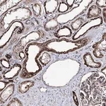 Merck Anti-MSANTD2 antibody produced in rabbit