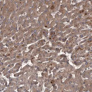 Merck Anti-UNC93B1 antibody produced in rabbit