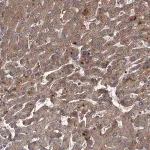 Merck Anti-UNC93B1 antibody produced in rabbit